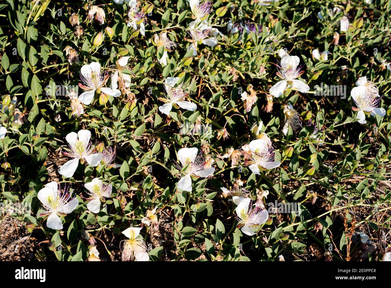 Caper bush (Capparis spinosa) is a thorny shrub present in all