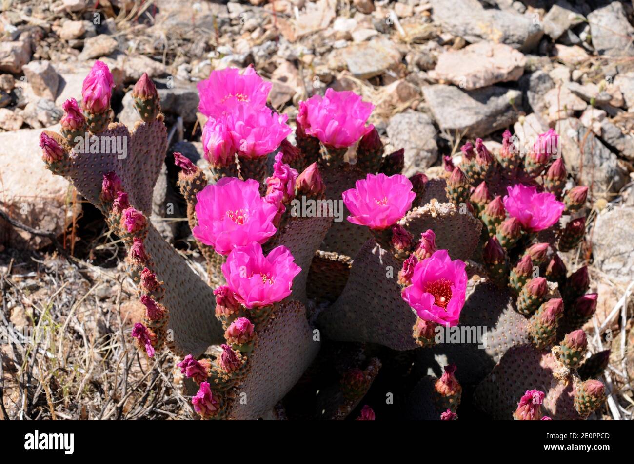 Beavertail cactus (Opuntia basilaris) is a cactus native to Southwestern USA and Northwestern Mexico. This photo was taken in Joshua Tree National Stock Photo