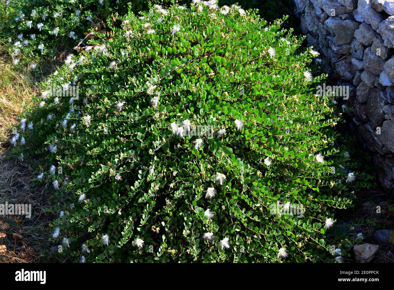 Caper bush (Capparis spinosa) is a thorny shrub present in all