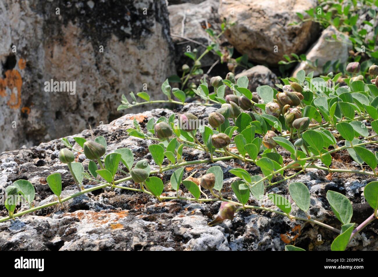 Caper bush (Capparis spinosa) is a thorny shrub present in all Mediterranean Basin. Its flowers