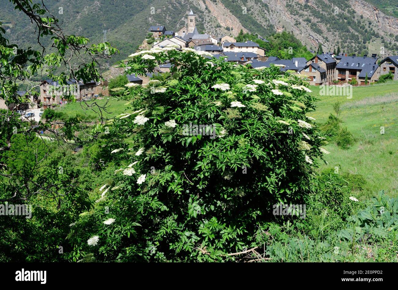 European elder hires stock photography and images Alamy