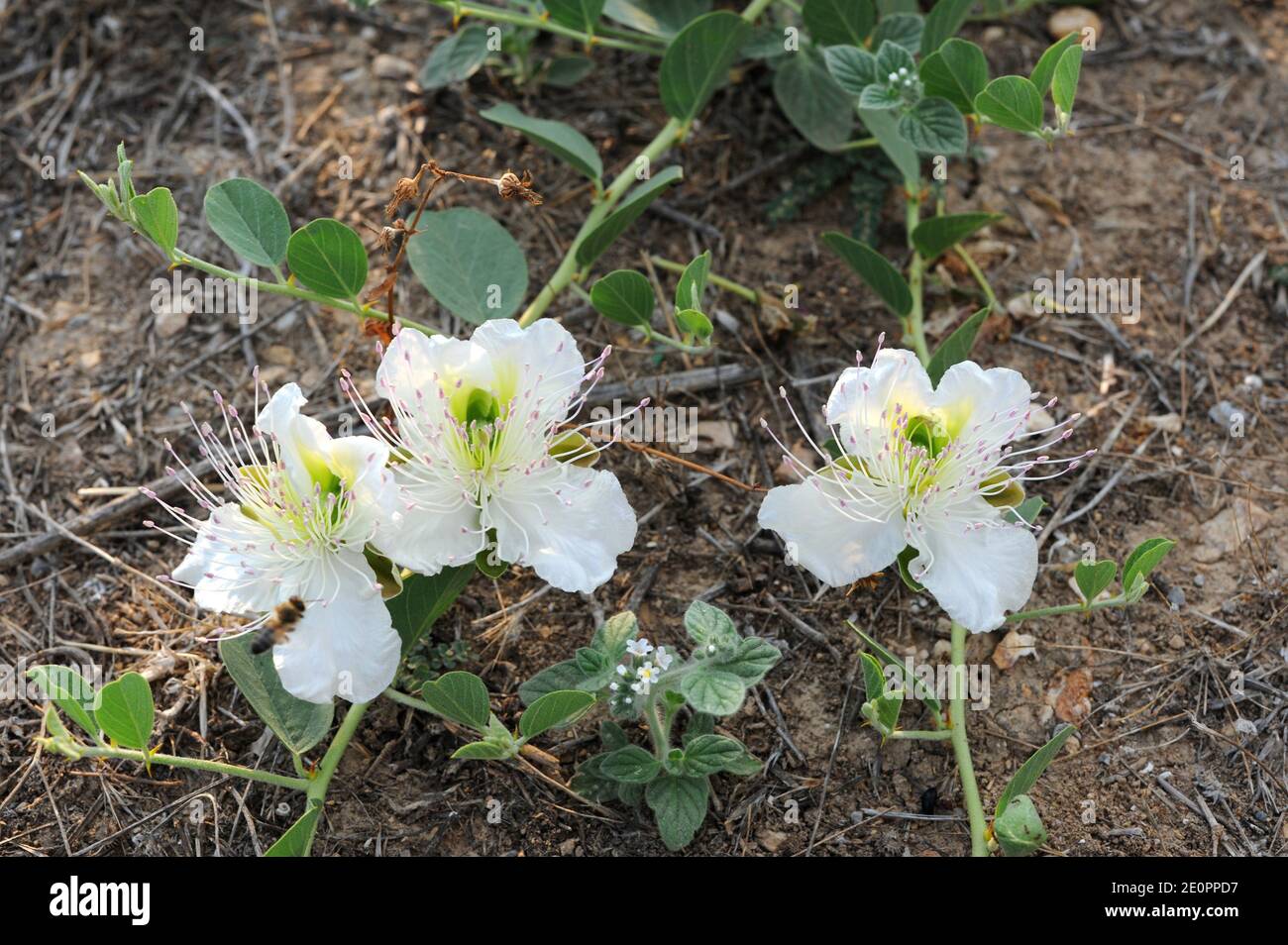 Caper bush (Capparis spinosa) is a thorny shrub present in all Mediterranean Basin. Its flowers
