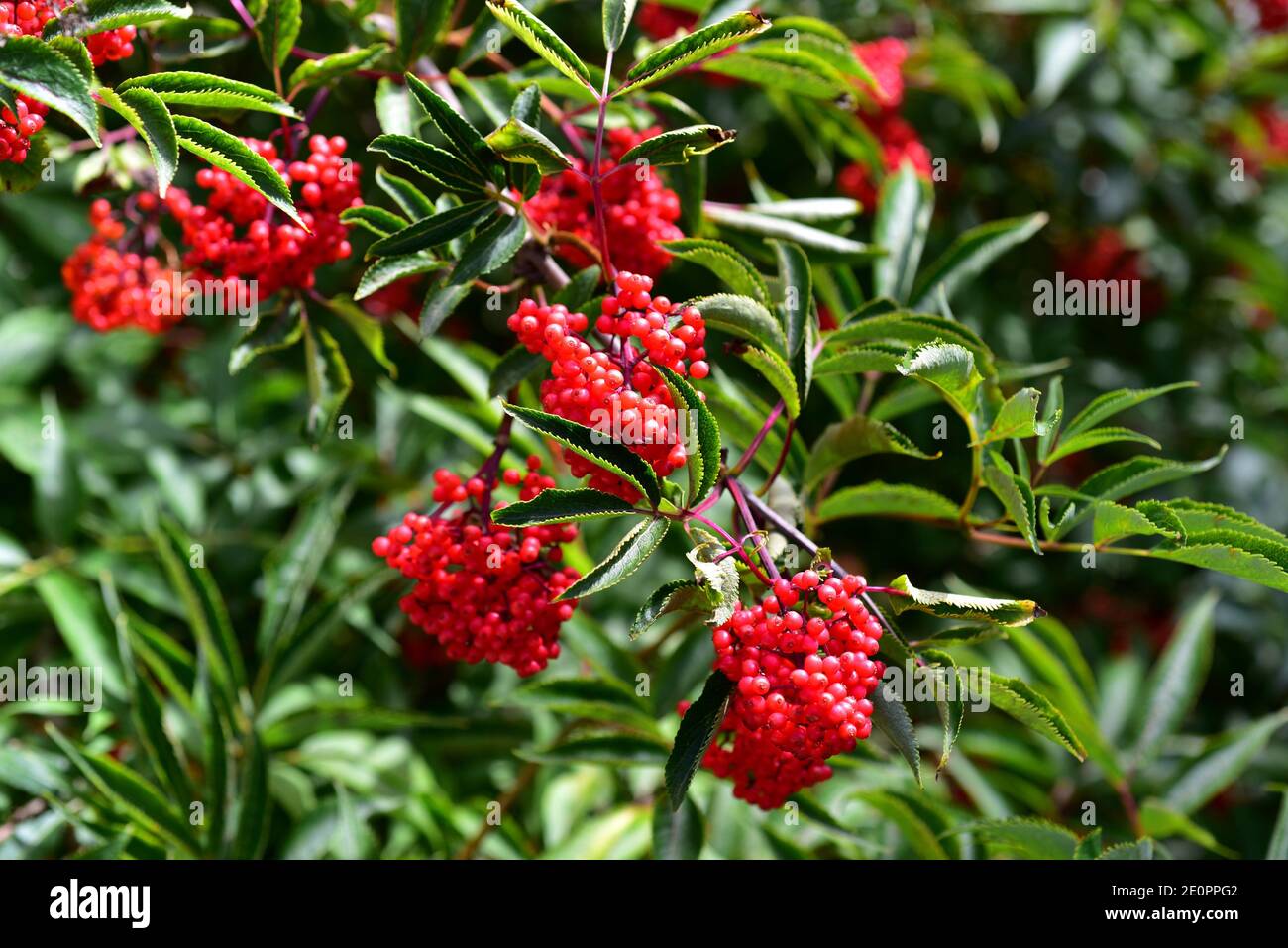 Red elderberry (Sambucus racemosa) is a big shrub or little tree native to Europe, North America and northern Asia. Fruits and leaves detail. This Stock Photo