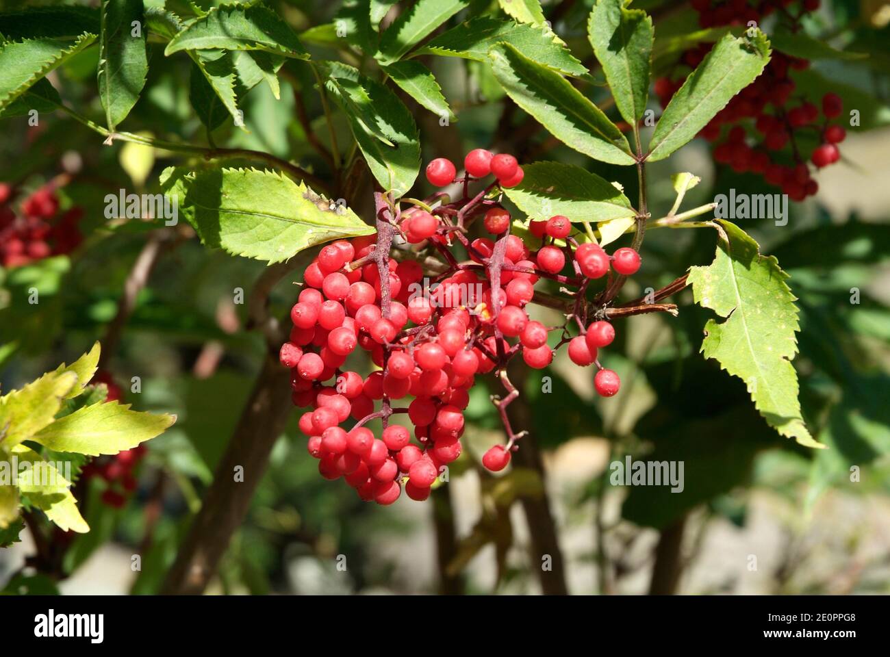 Red elderberry (Sambucus racemosa) is a big shrub or little tree native