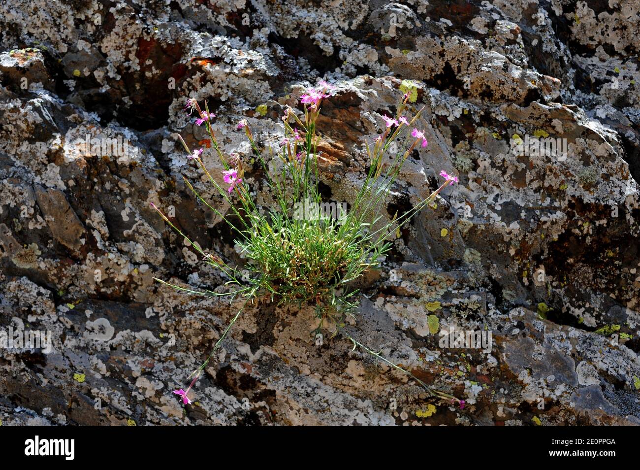 Clavellina lusitana (Dianthus lusitanus) is a perennial herb native to Iberian Peninsula and North Africa. This photo was taken in Pena de Francia, Stock Photo