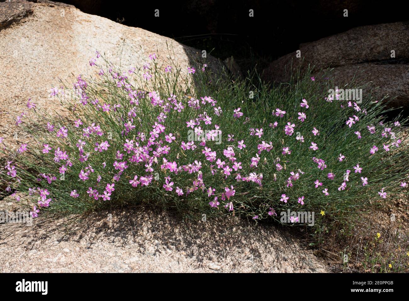 Clavellina lusitana (Dianthus lusitanus) is a perennial herb native to Iberian Peninsula and North Africa. This photo was taken in Arribes del Duero Stock Photo