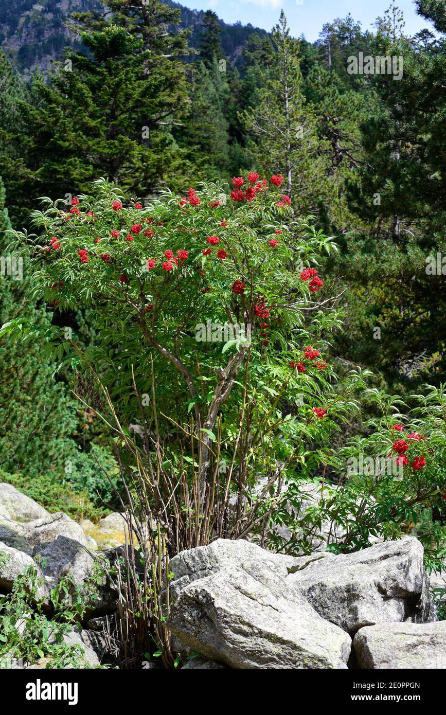 Red elderberry (Sambucus racemosa) is a big shrub or little tree native to Europe, North America and northern Asia. This photo was taken in Stock Photo