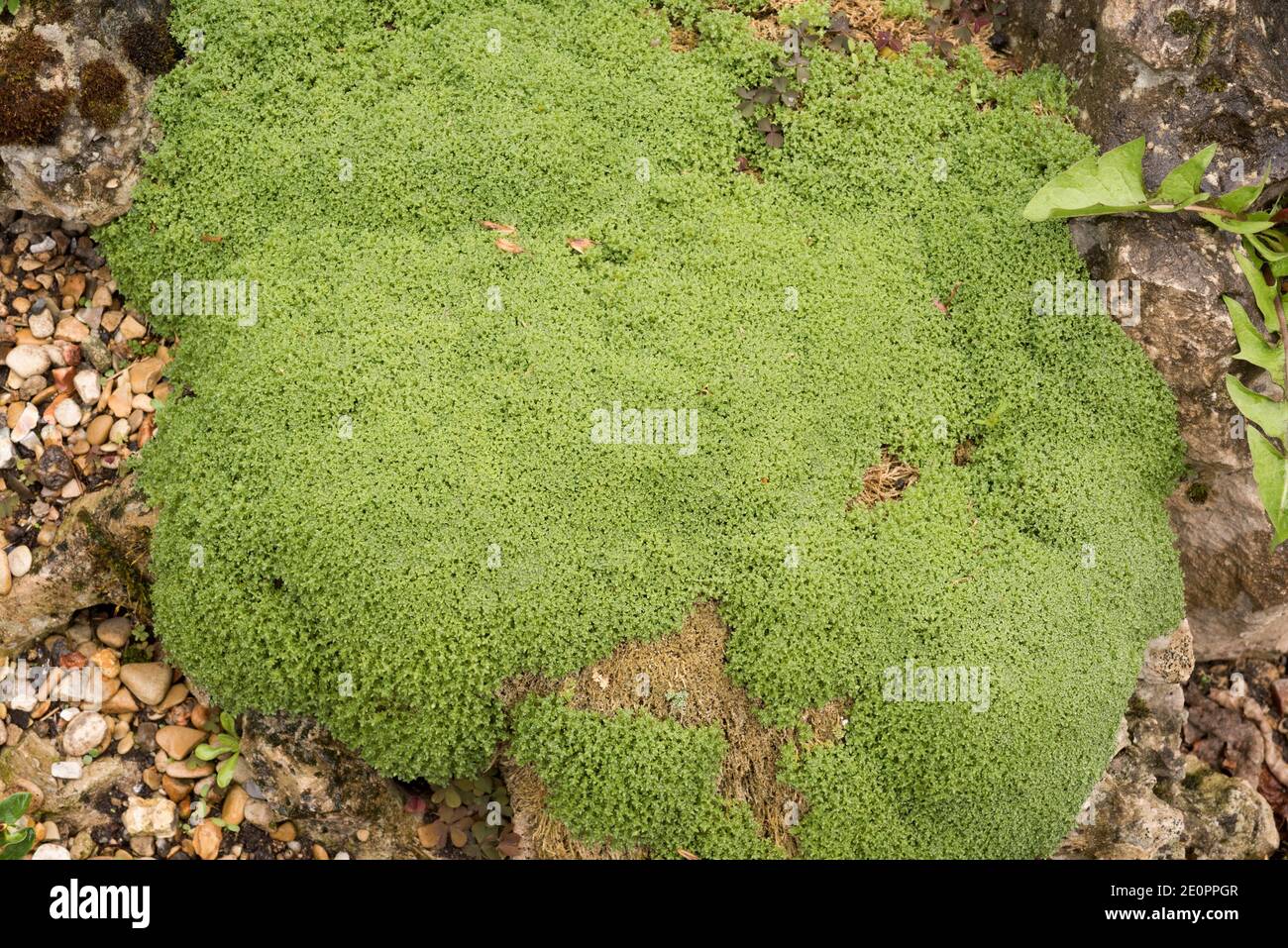 Arenaria alfacarensis is a perennial like-moss plant native to calcareous mountains of Jaen and Granada provinces. Stock Photo