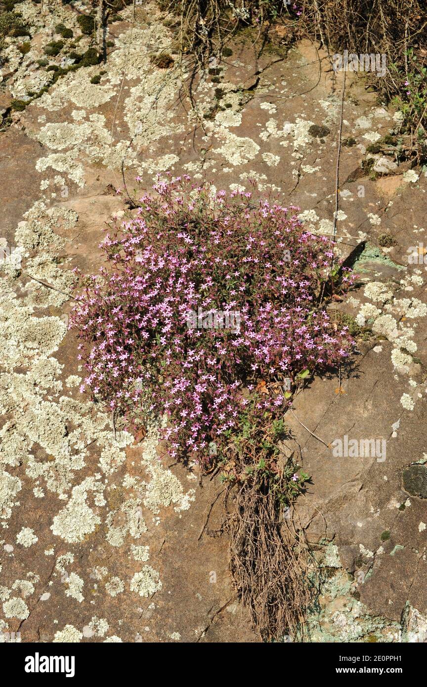 Rock soapwort or tumbling Ted (Saponaria ocymoides) is a perennial herb native to south western Europe. This photo was taken in Montseny Biosphere Stock Photo