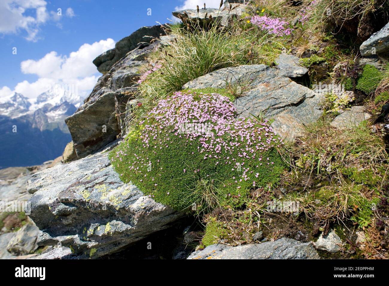 Cushion pink or moss campion (Silene acaulis) is a perennial herb