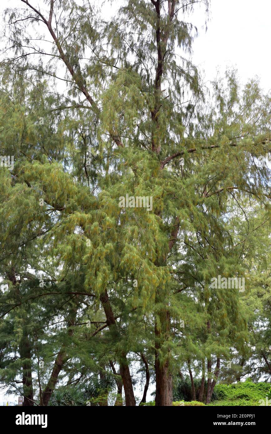 Australian pine tree (Casuarina equisetifolia) is an evergreen tree native to southeastern Asia