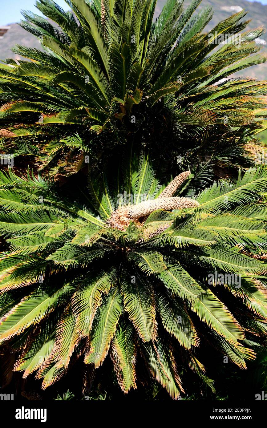 Sago palm or sago cycad (Cycas revoluta) is a gymnosperm plant native to south Japan. Is poisonous specialy its fruits because they contain cycasin. Stock Photo
