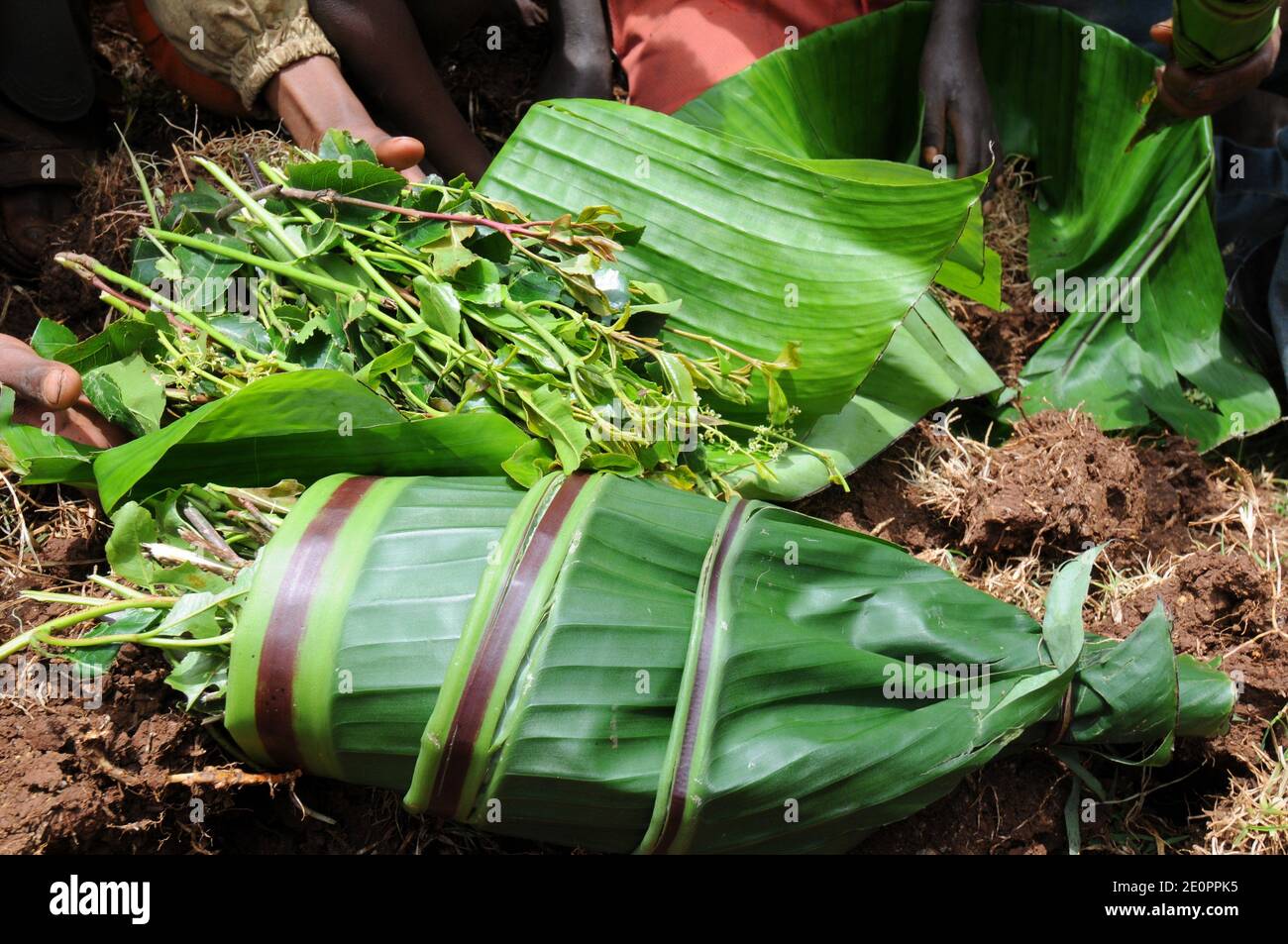 Khat Catha Edulis High Resolution Stock Photography And Images Alamy