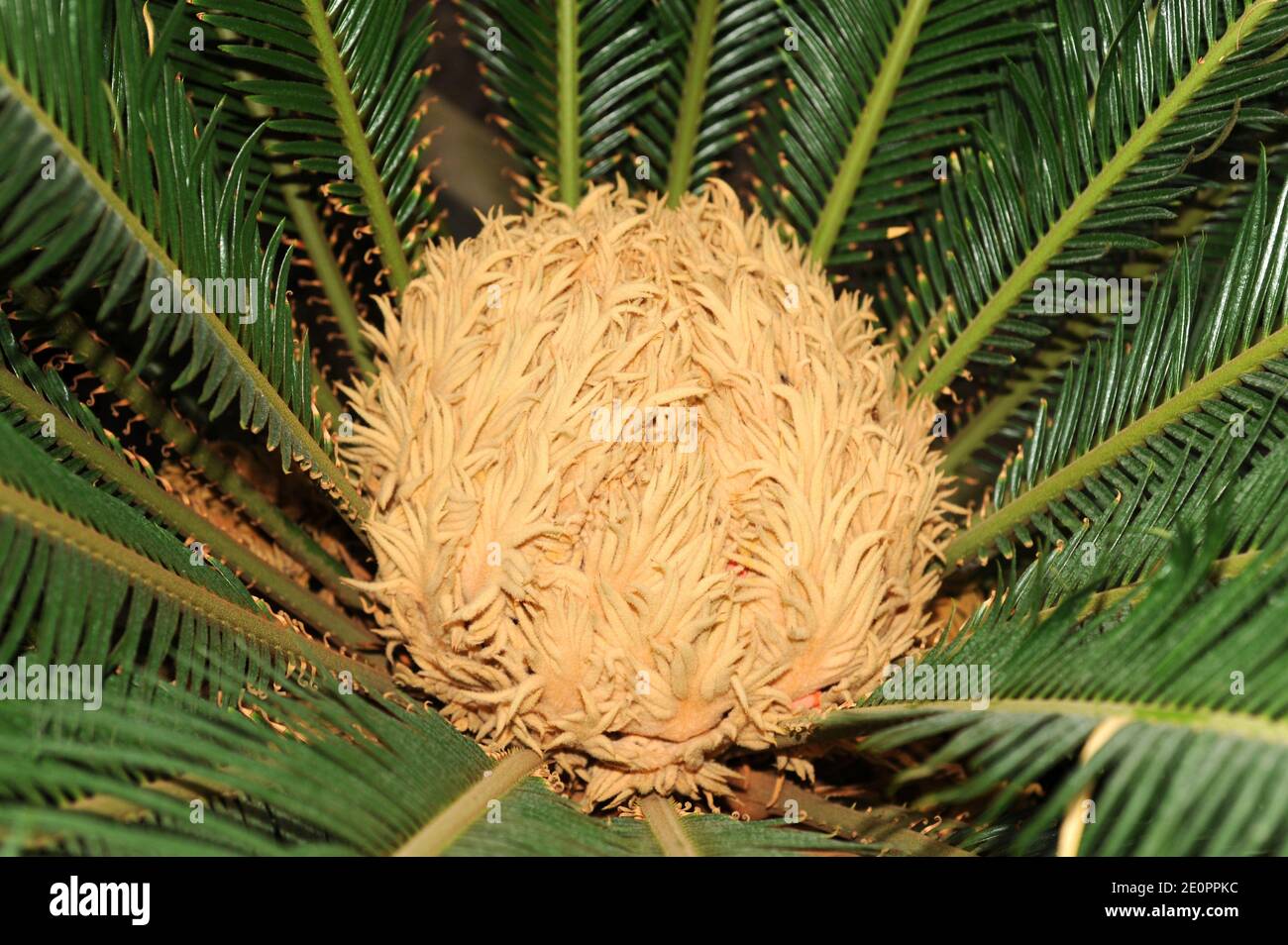 Sago palm or sago cycad (Cycas revoluta) is a gymnosperm plant native to south Japan. Is poisonous specialy its fruits because they contain cycasin. Stock Photo