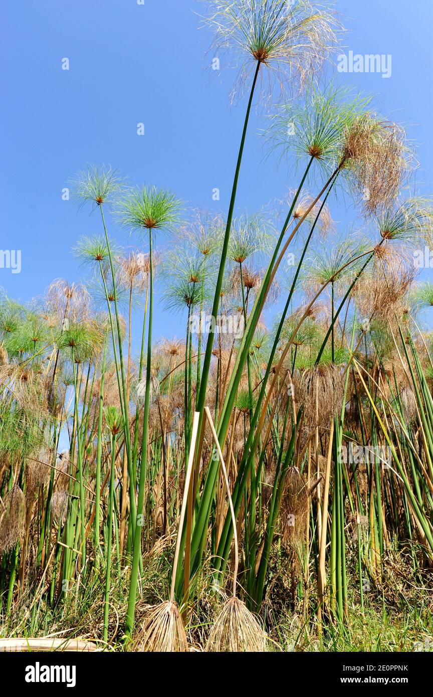 Native plant of nile delta hires stock photography and images Alamy