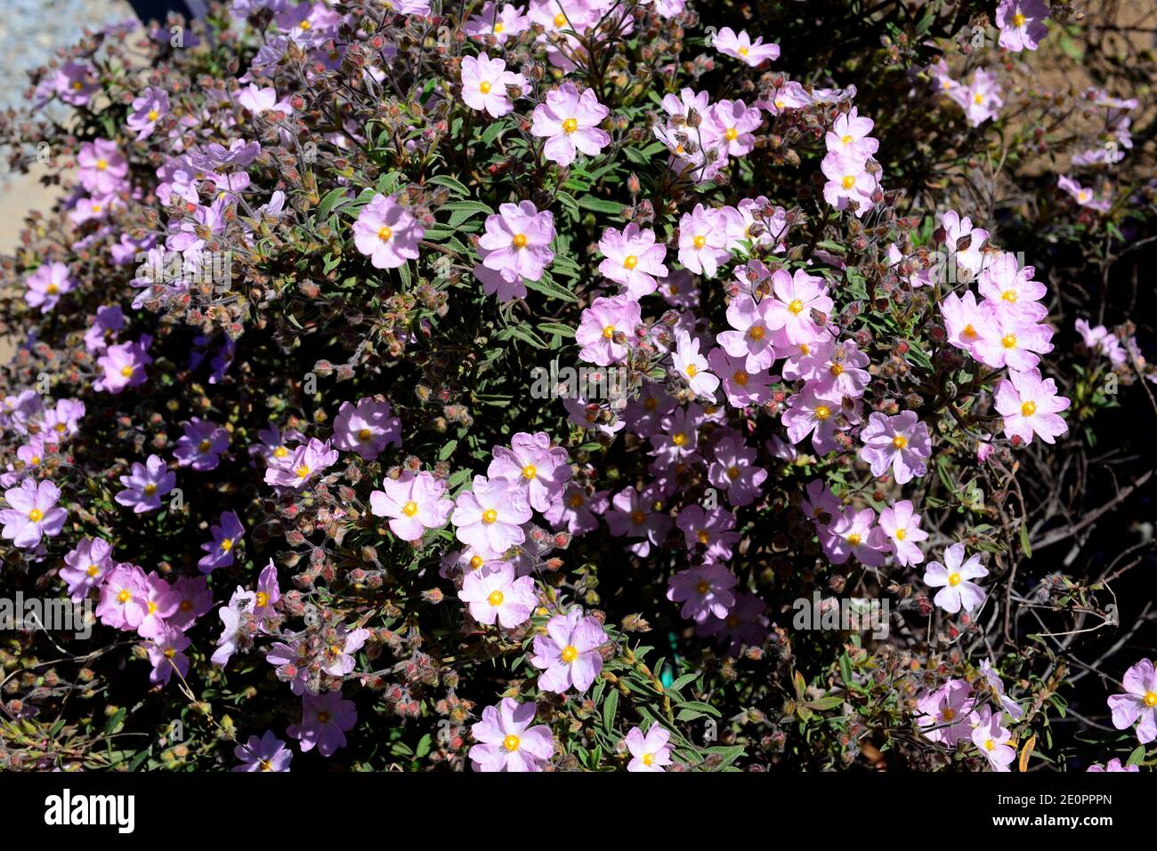 Crete rockrose (Cistus parviflorus) is a shrub endemic to Crete Island. Stock Photo