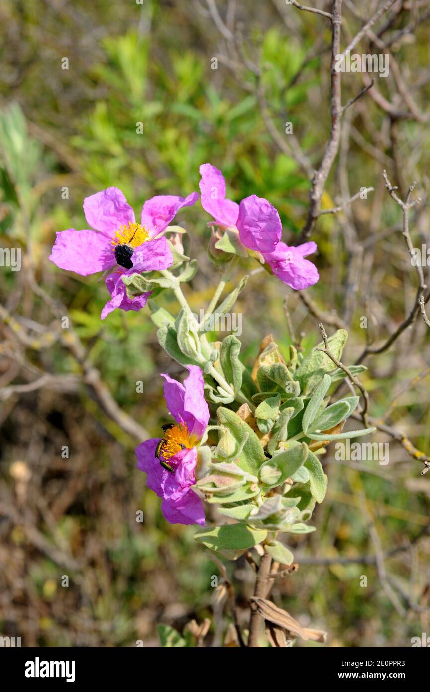 Grey-leaved cistus (Cistus albidus) is a shrub native to south western Europe and north western Africa. This photo was taken in La Albera Natural Stock Photo