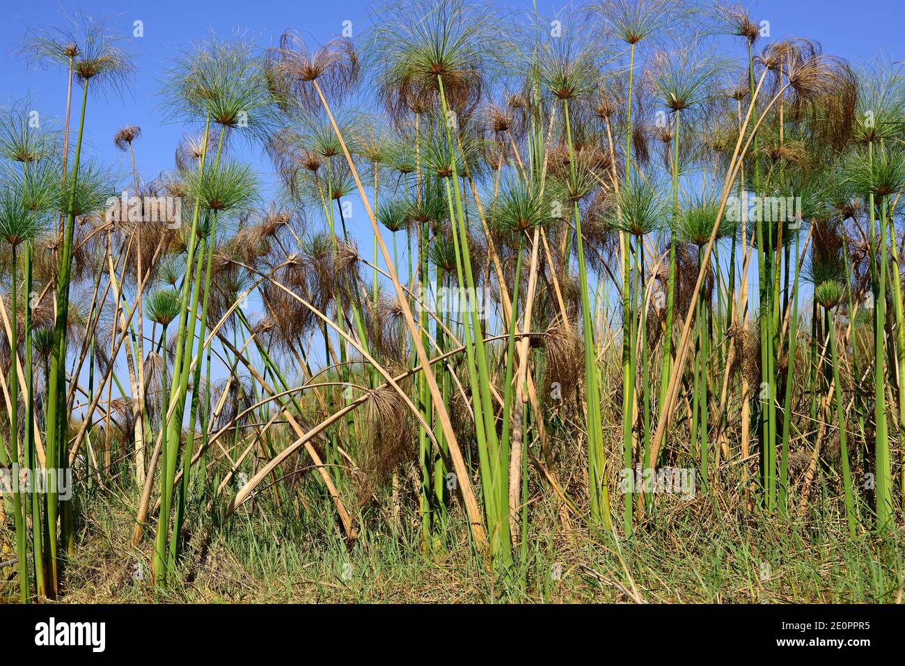 Papyrus sedge or Nile grass (Cyperus papyrus) is an aquatic perennial herb native to Africa. This photo was taken in Okavango Delta, Botswana. Stock Photo