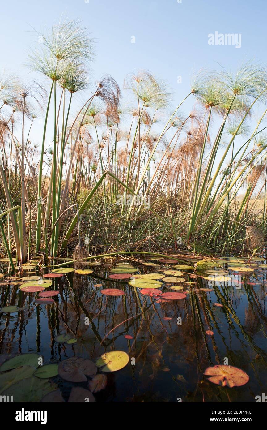 Papyrus sedge or Nile grass (Cyperus papyrus) is an aquatic perennial