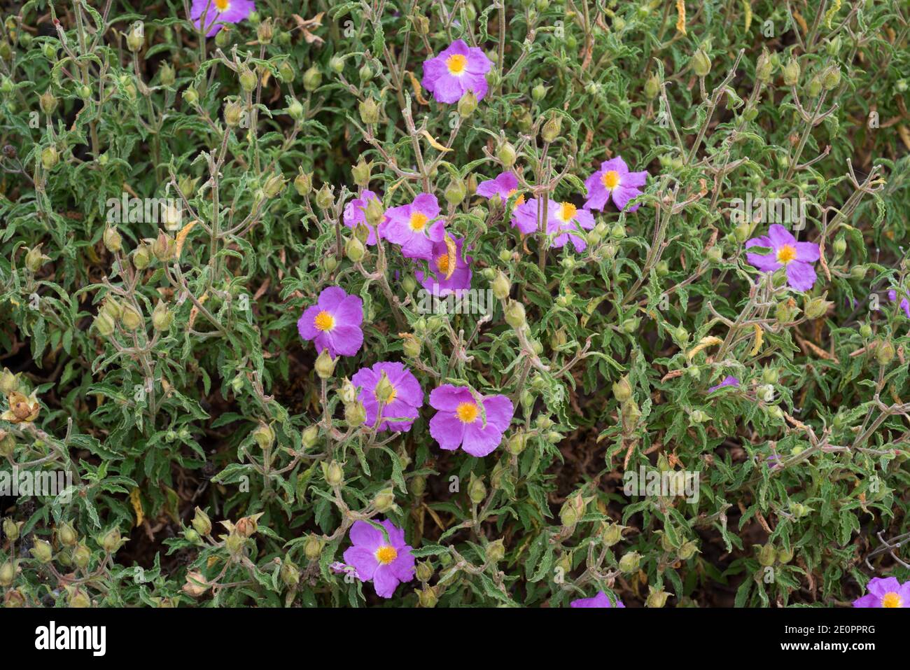 Pink rock-rose (Cistus creticus) is a shrub native to Mediterranean basin. Flowers and leaves detail. Stock Photo