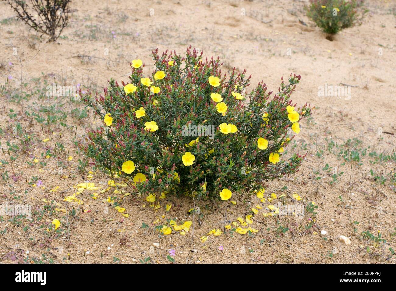 Jaguarzo amarillo (Halimium calycinum) is a shrub native to south Iberian Peninsula and northwestern Africa. This photo was taken in Coto de Donana Stock Photo