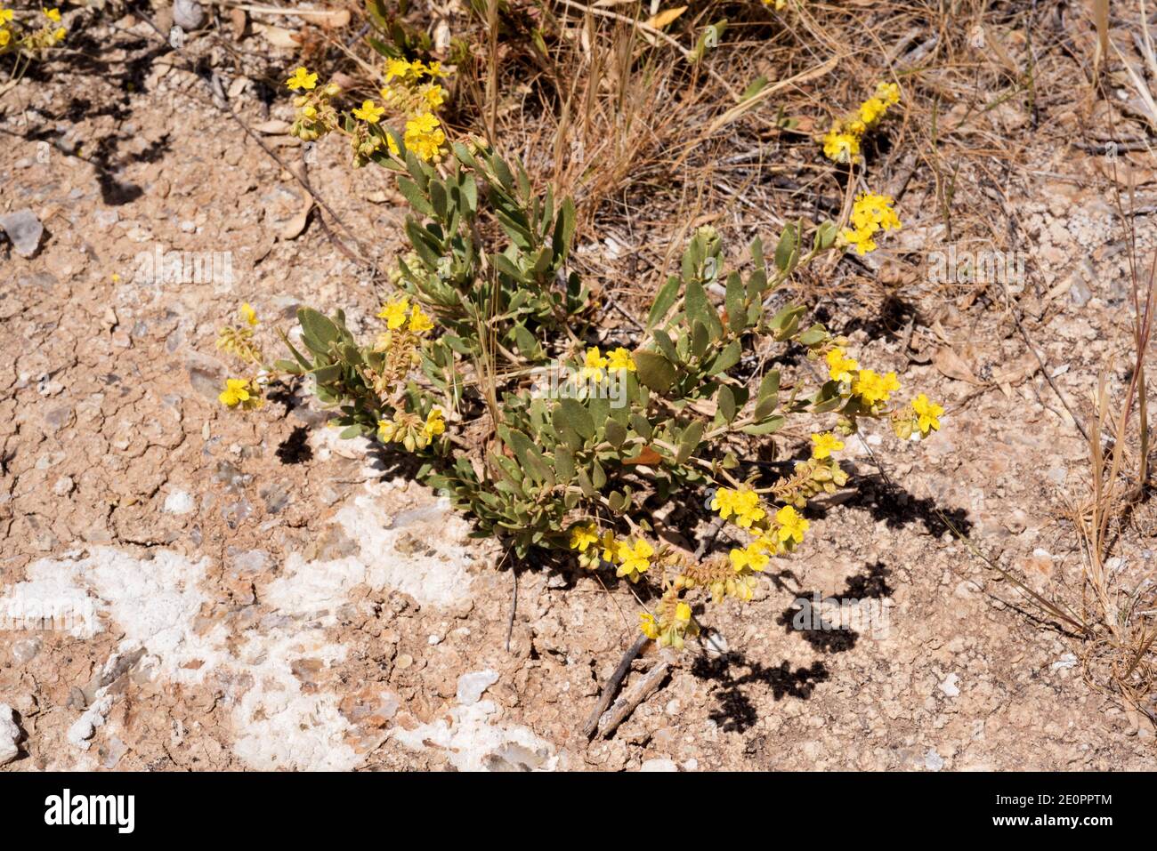 Helianthemum squamatum is a gypsophile shrub native to western Mediterranean region. Is the only species able to extract water of crystallization Stock Photo