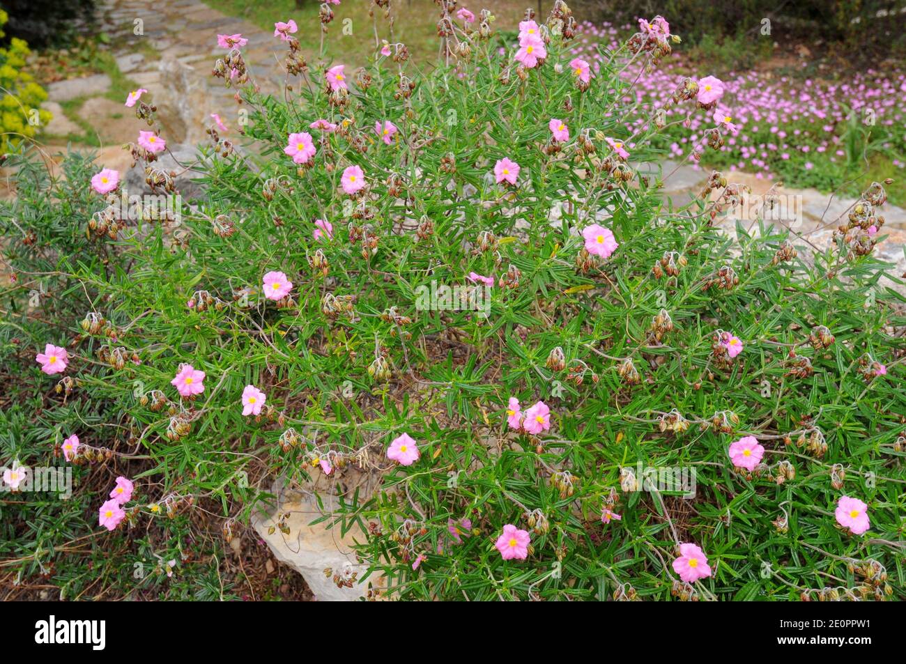 Helianthemum scopulicolum is an endemic shrub native to Mallorca Island, Balearic Islands, Spain. Stock Photo