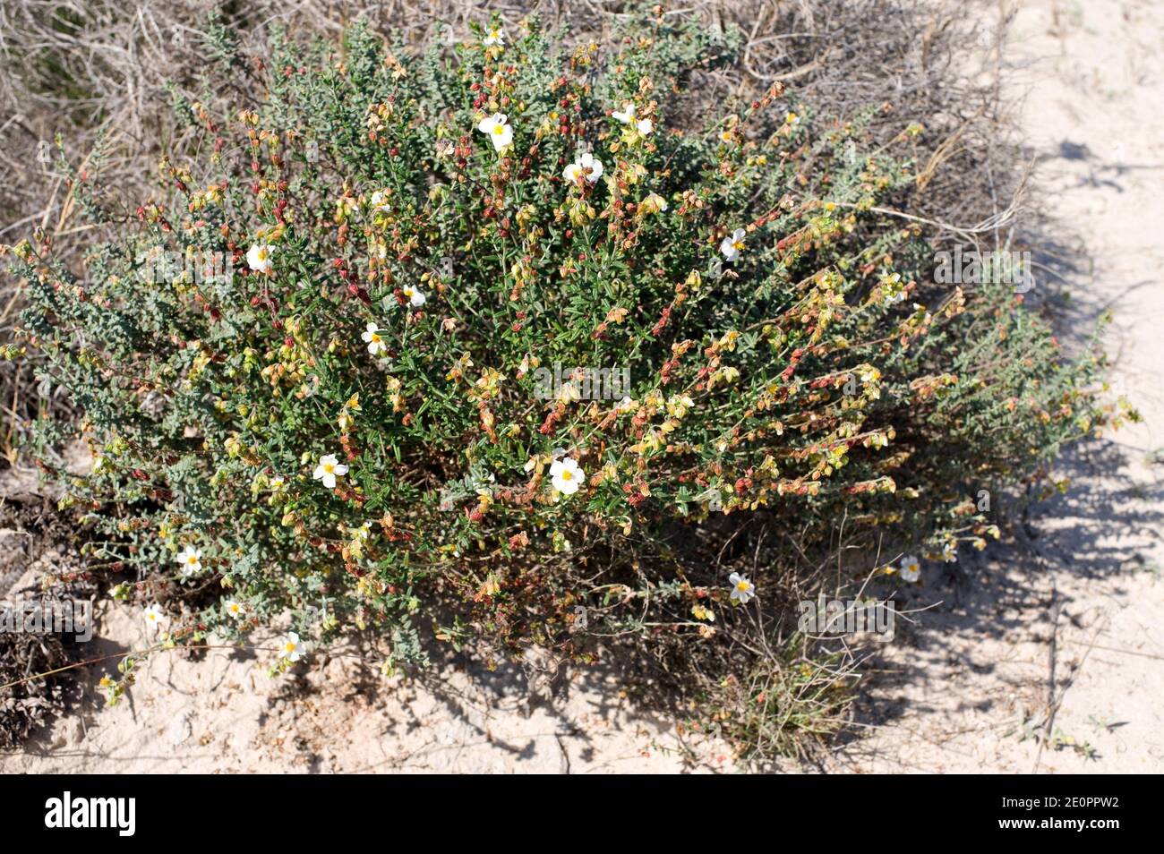 Tamarilla del Mar Menor (Helianthemum marminorense) is an endemic shrub native to Calnegre and San Pedro del Pinatar (Murcia) and the south of Stock Photo