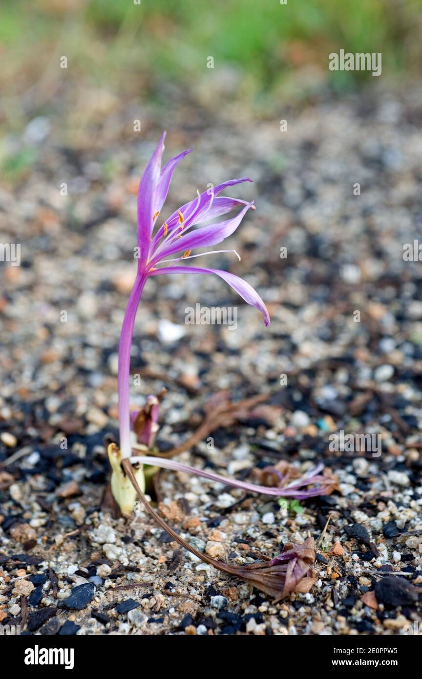 Colchicum byzantinum is a perennial toxic herb native to Europe and Turkey mountains. Stock Photo