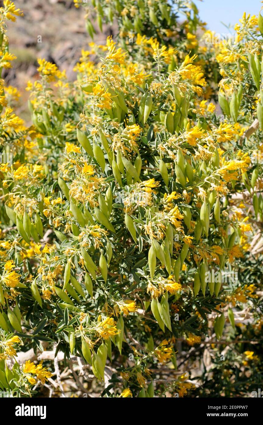 Bladderpod (Peritoma arborea or Isomeris arborea) is a shrub native to