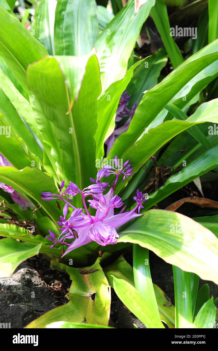 Dayflower (Cochliostema odoratissimum) is an epiphyte herb native to Central America and northern South America. Stock Photo