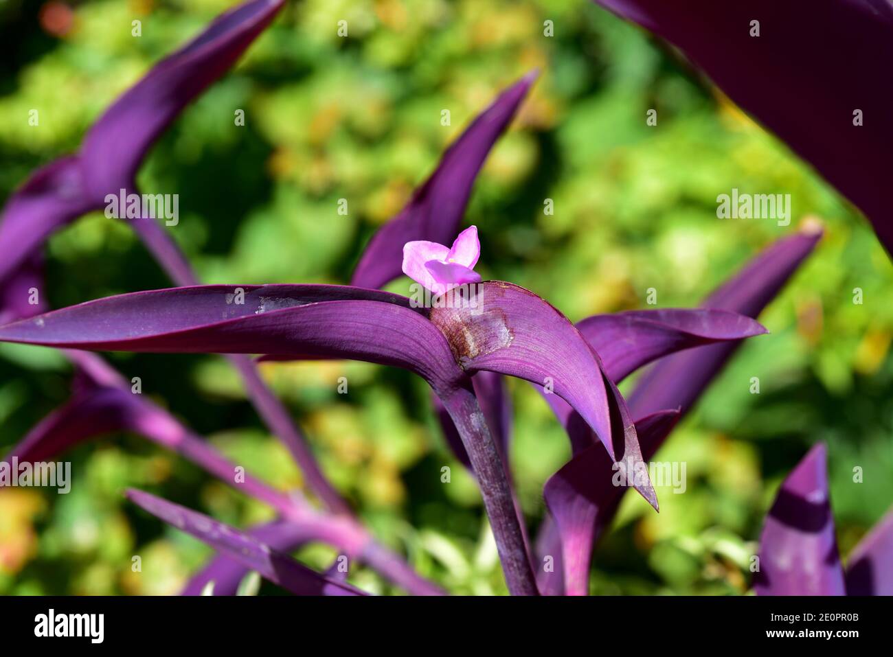 Purple secretia or wandering jew (Tradescantia pallida) is a perennial herb native to eastern Mexico. Stock Photo