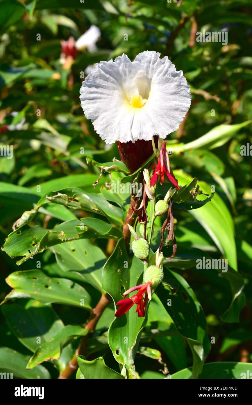 Crepe ginger (Cheilocostus speciosus) is a perennial herb native to Asia. Is an ornemental plant and has medicinal propieties. Stock Photo