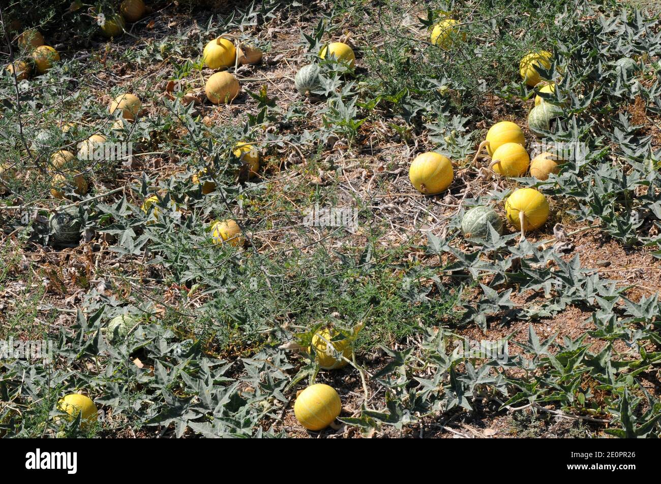 Coyote melon hires stock photography and images Alamy
