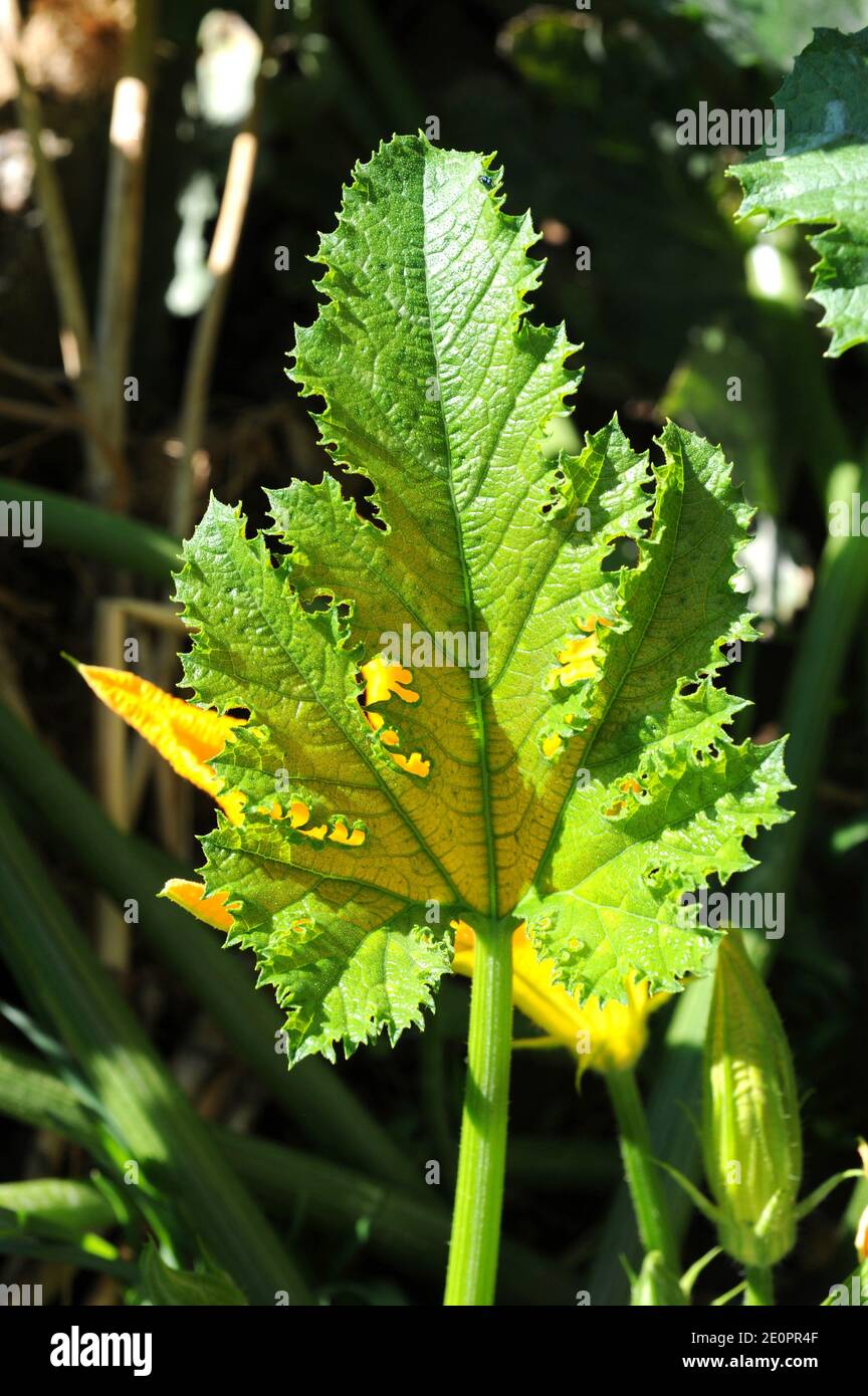 Zucchini (Cucurbita pepo cylindrica) is an annual prostrate plant whith edible fruits. Leave detail. Stock Photo