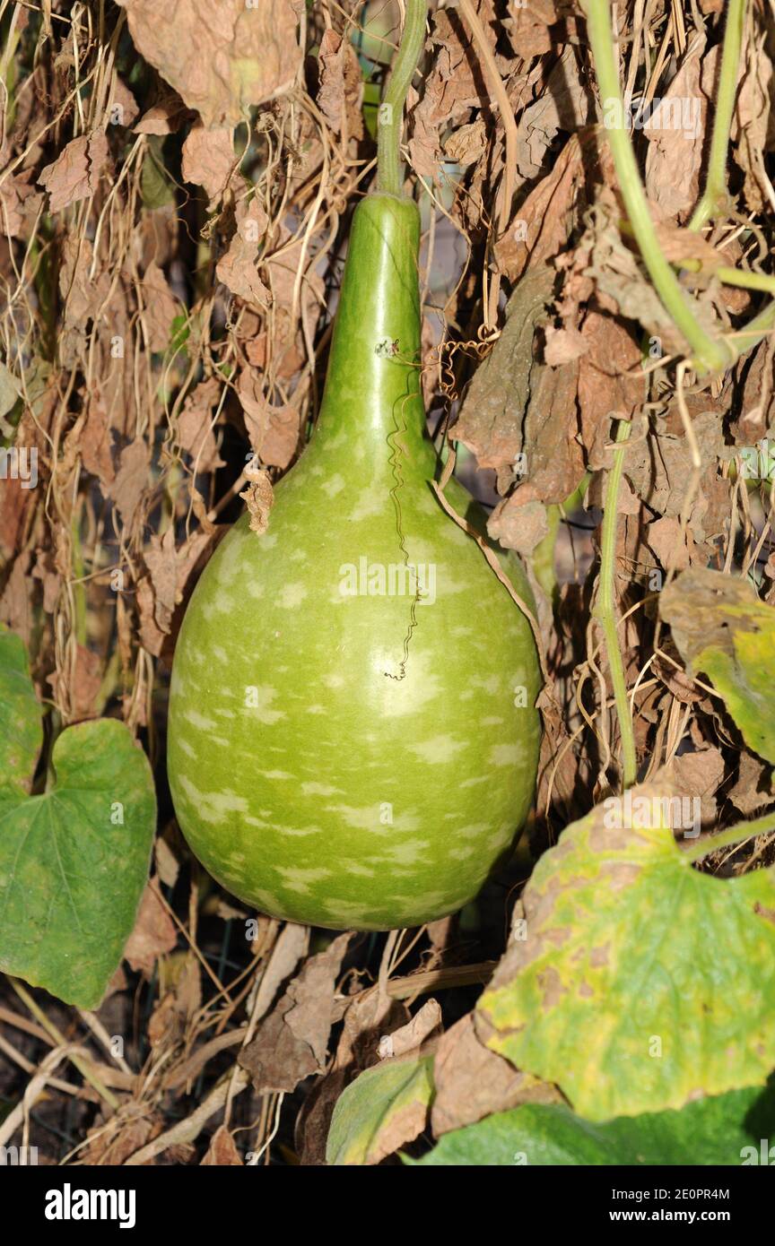 Bottle gourd or calabash gourd (Legenaria siceraria) is a climbing plant native to Mexico. Stock Photo