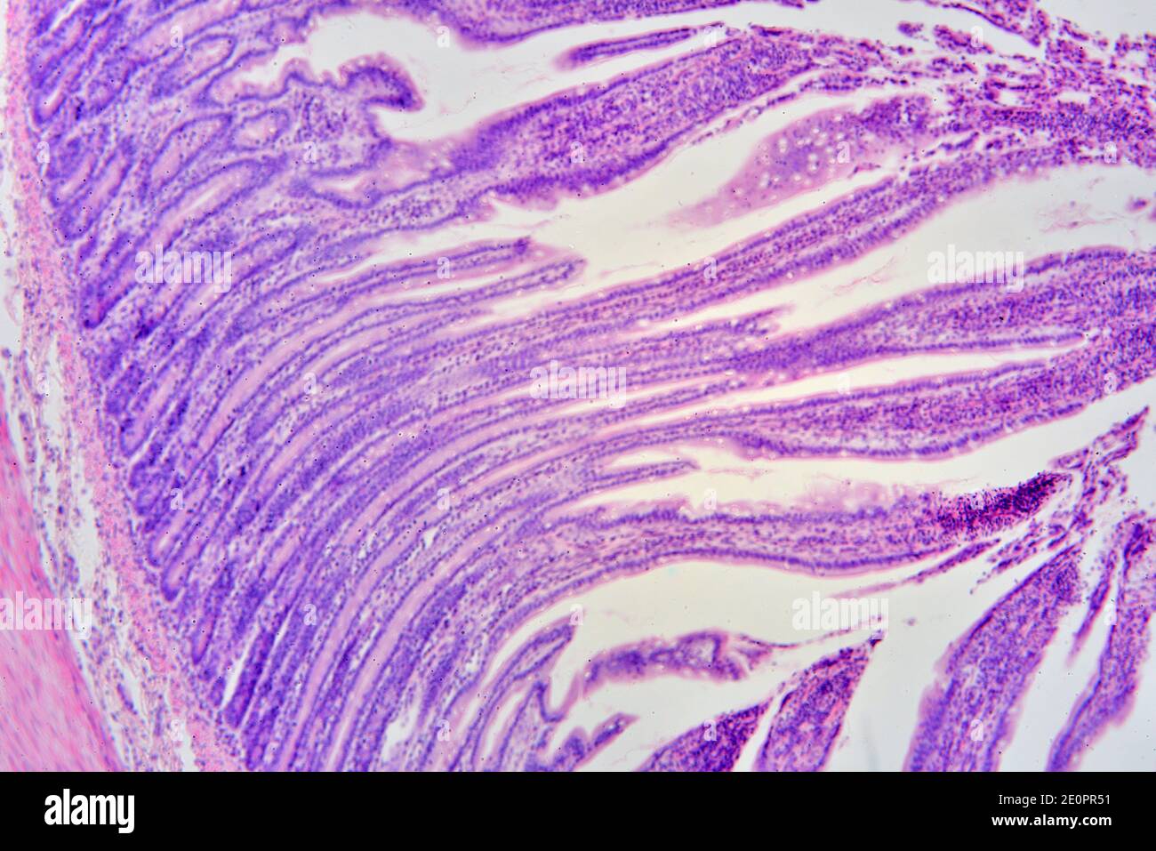 Human small intestine (ileum) showing mucosa with Lieberkhun crypts. X75 at 10 cm wide. Stock Photo