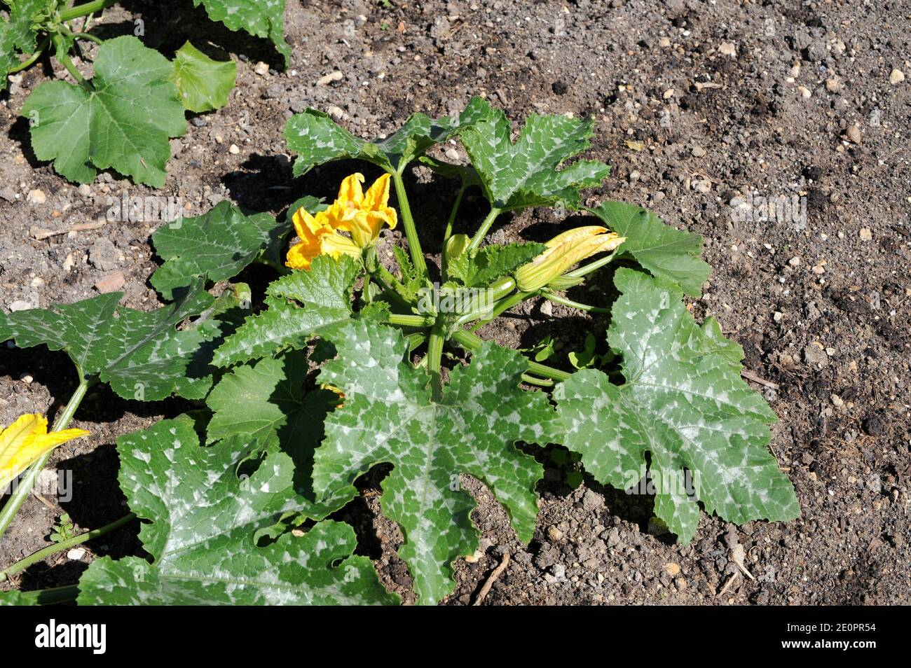 Zucchini (Cucurbita pepo cylindrica) is an annual prostrate plant whith edible fruits. Stock Photo