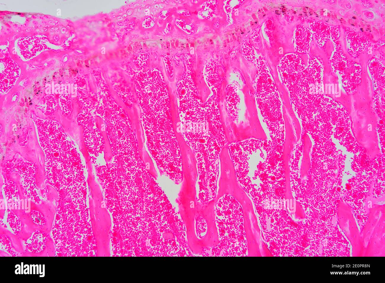 Human dense regular connective tissue. X75 at 10 cm wide. Stock Photo