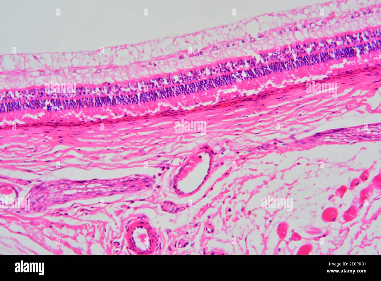 Cone rod cell retina human hires stock photography and images Alamy