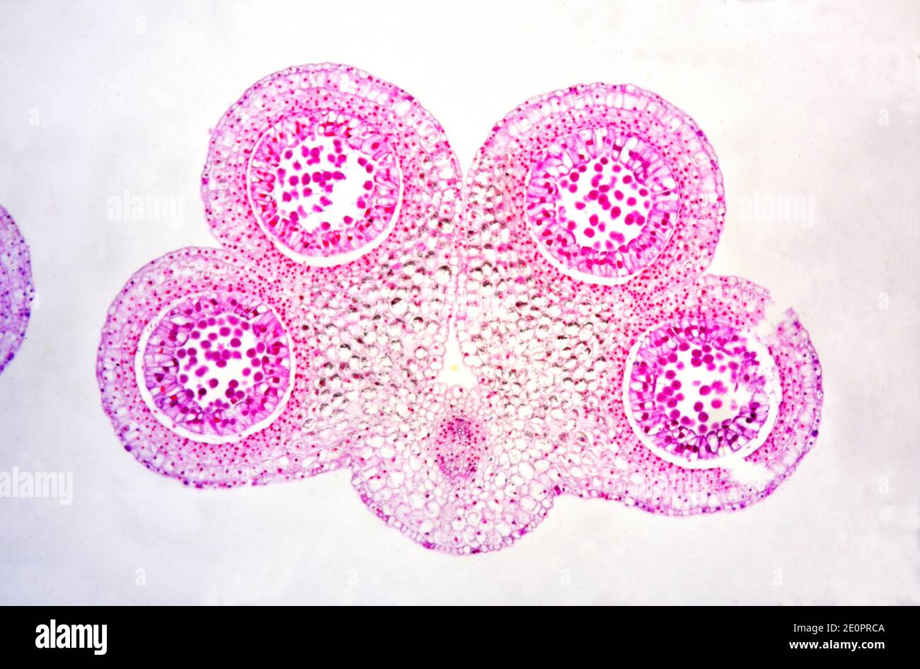 meiosis stages under microscope