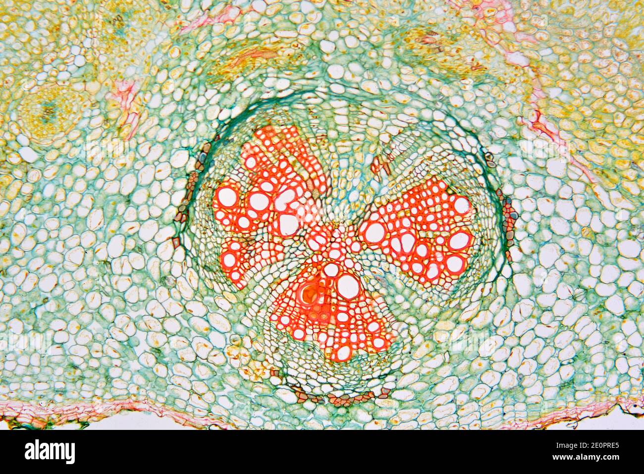 Root of soybean (Glycene max) with vascular bundle. Photomicrograph X50 at 10 cm wide. Stock Photo