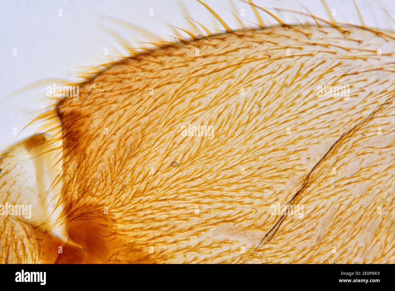 Leg detail of burrowing insect (Gryllotalpa gryllotalpa) showing hairs. Photomicrograph X75 at 10 cm wide. Stock Photo