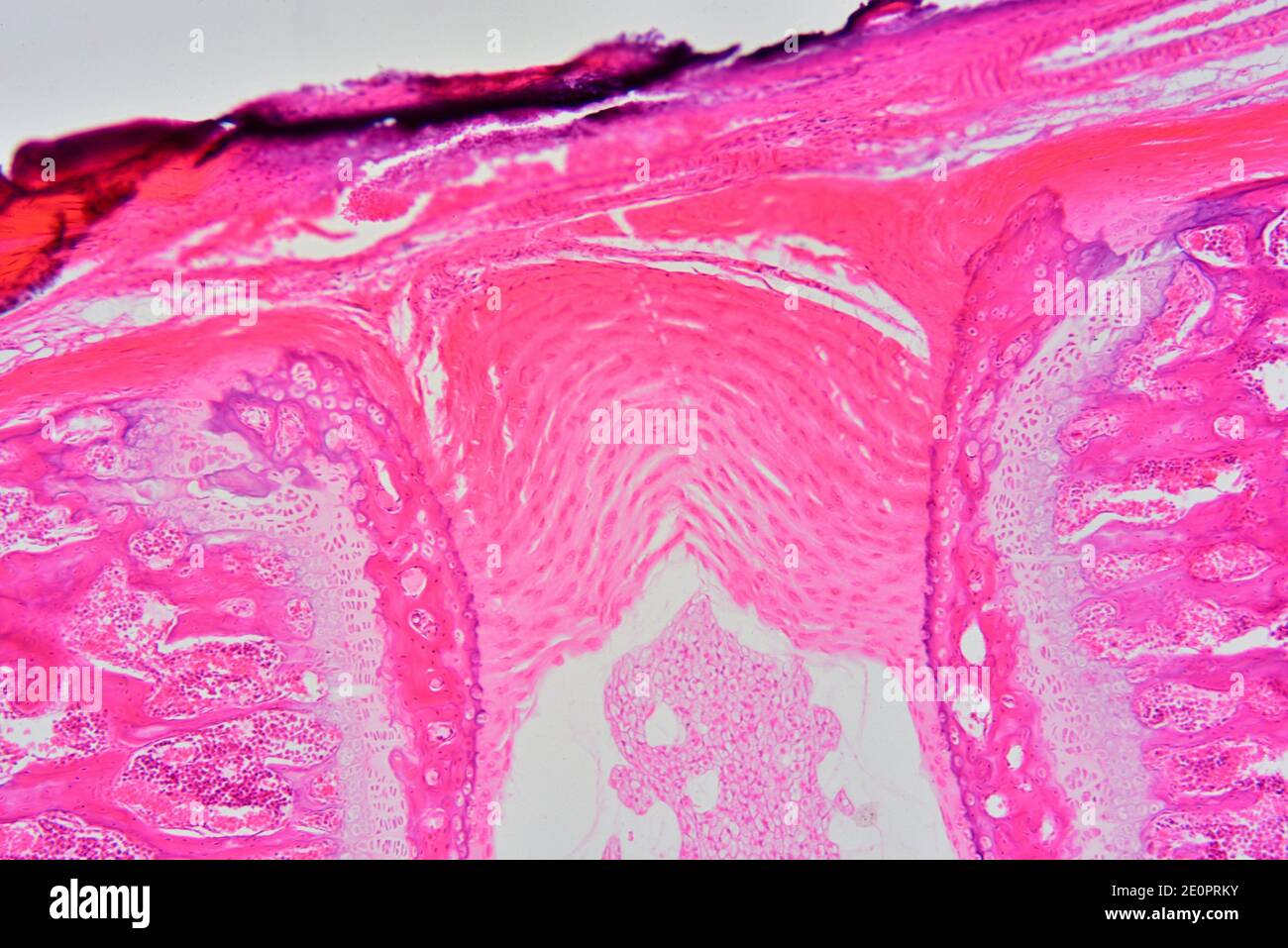 Fibrous connective tissue hires stock photography and images Alamy