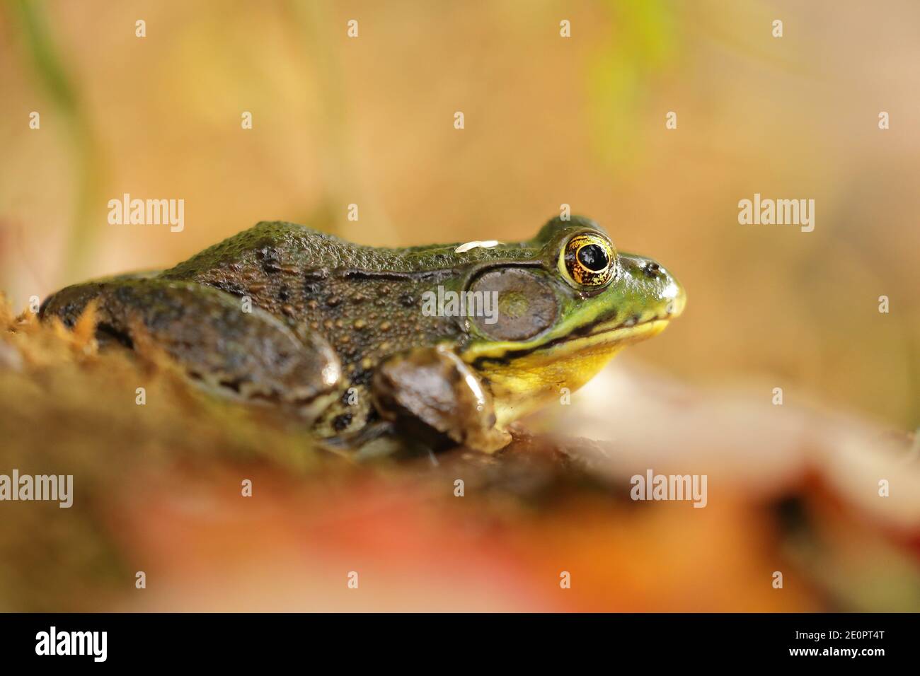 Close up of an American bullfrog (Lithobates catesbeianus) in a freshwater lake of North America Stock Photo