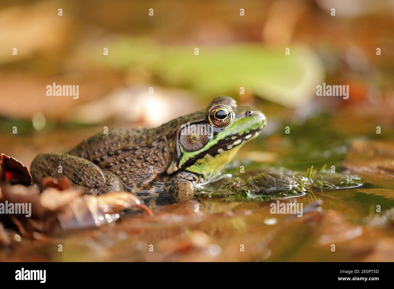 Close up of an American bullfrog (Lithobates catesbeianus) in freshwater lake of North America Stock Photo