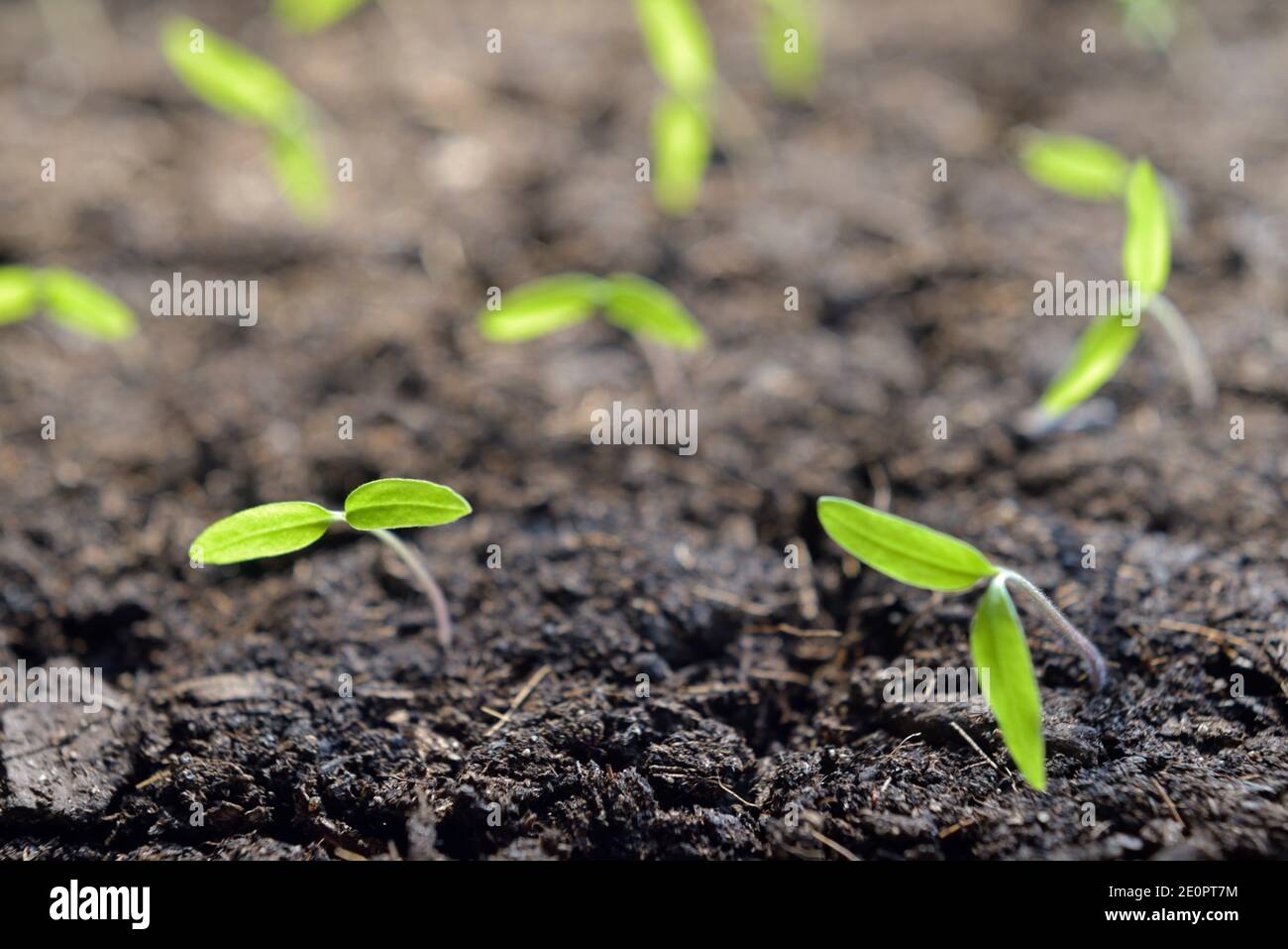 Young Tomato Plants High Resolution Stock Photography And Images Alamy