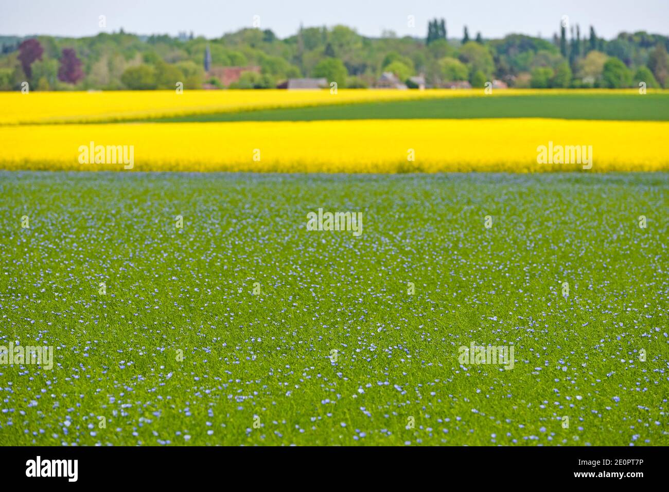 Flax fields hi-res stock photography and images - Alamy