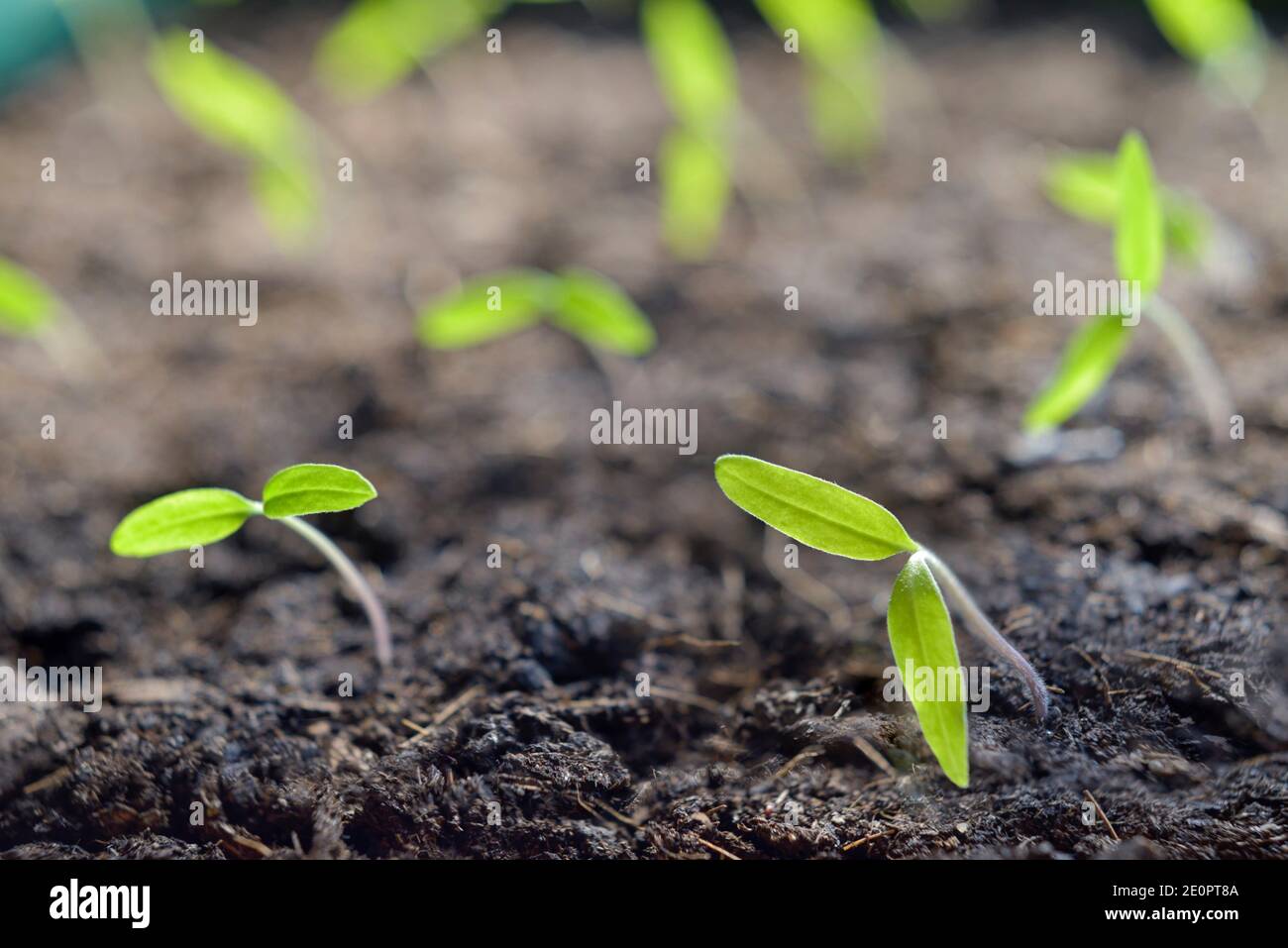 Young Tomato Plants High Resolution Stock Photography And Images Alamy