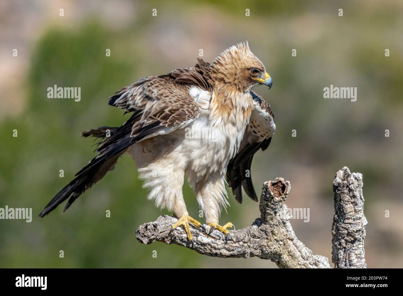 Booted eagle (Hieraaetus pennatus), shaking feathers Stock Photo